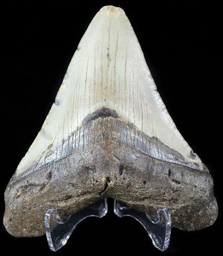Megalodon Tooth - North Carolina #49518